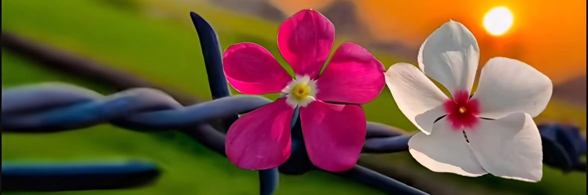 SOFT DREAMER's banner