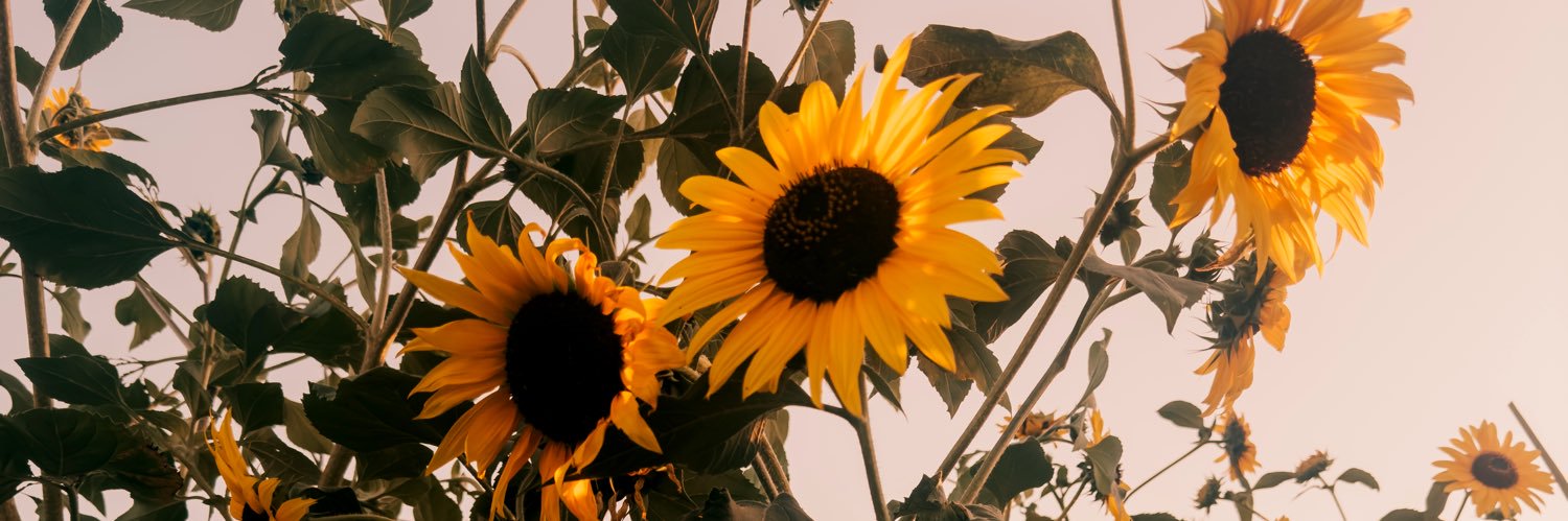 𝚌𝚑𝚞𝚢's banner