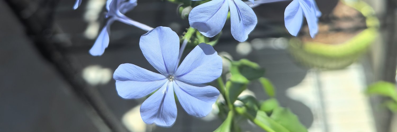 悠悠姐🌸🕊🍀's banner
