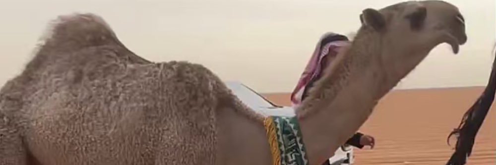برجس مجدداً's banner
