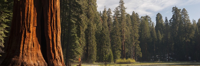 B e a r m a x x e r's banner