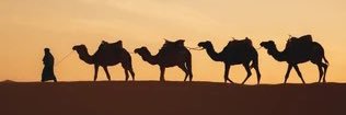 Camel Toes R Us's banner