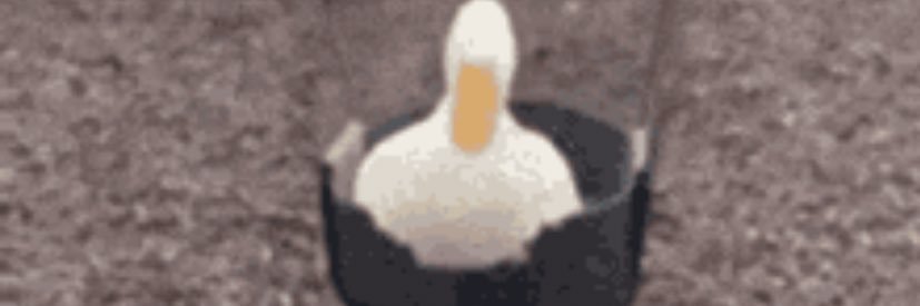 Cream of mushroom soup's banner
