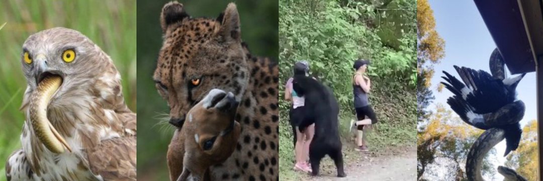 PREDATOR VIDS's banner