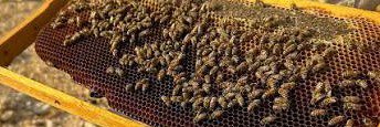 نحلة عسل 🐝's banner
