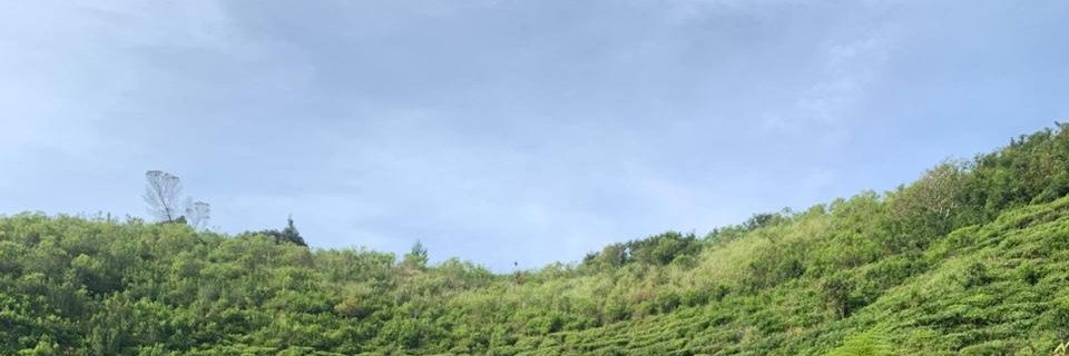 piya.°୭̥'s banner