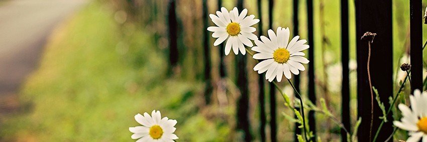 Luna Rose 🌙's banner