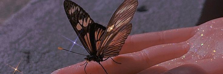 butterfly world 🦋's banner