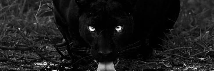 wild life's banner