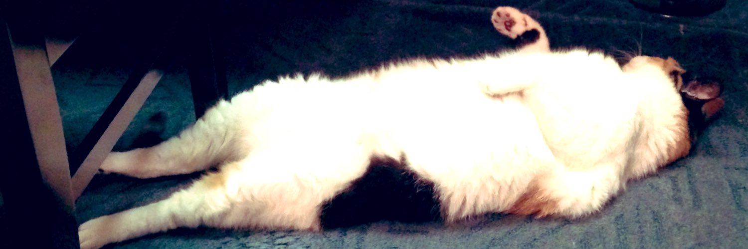 猫と生き直し's banner