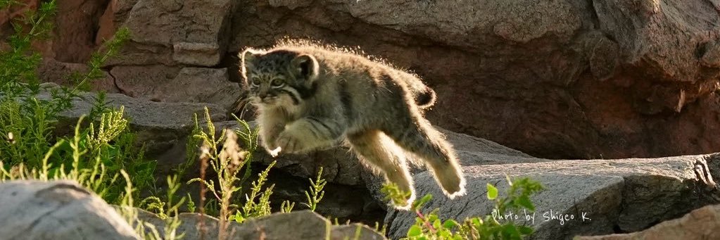 Manul-Pilled Manulcel's banner
