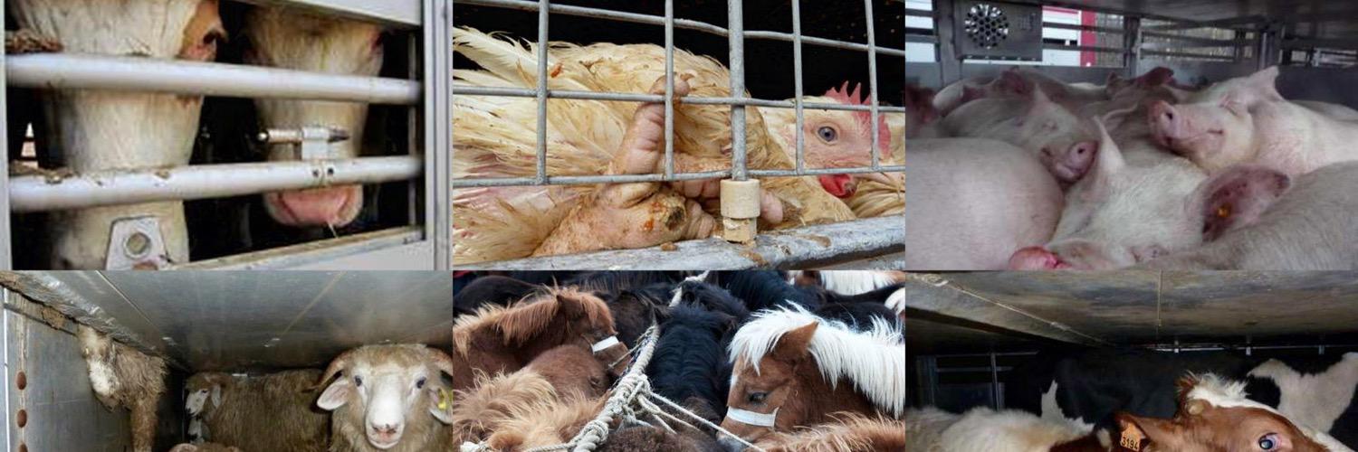 Eyes on Animals's banner