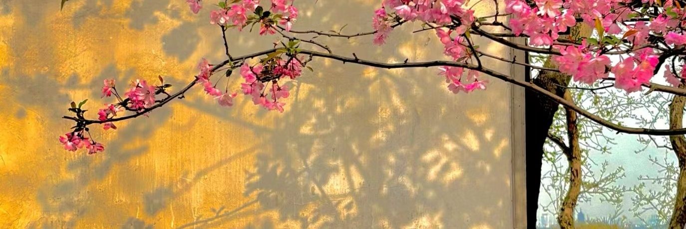 Cecilia观察's banner