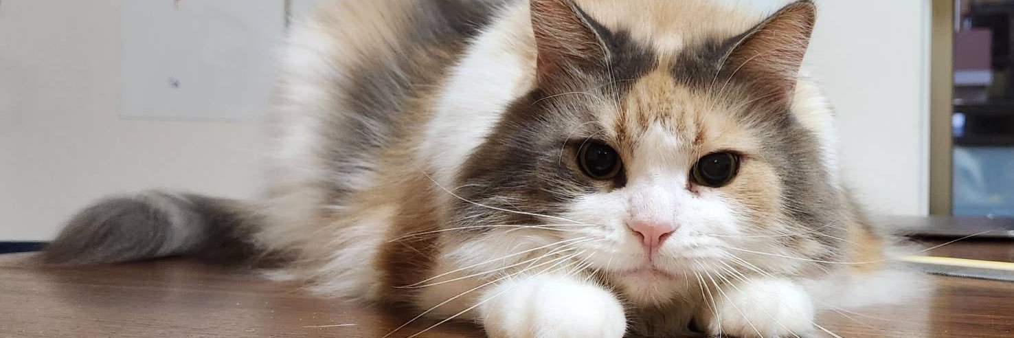 猫のためのnyans【公式】's banner