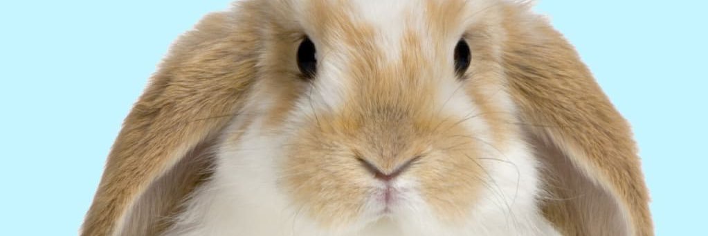 stink rabbit🐰's banner