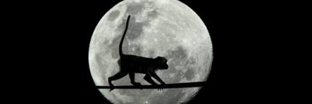 𝙈𝙊ö𝙣𝙆𝙀𝙔 🐒's banner