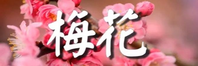 Mei 梅's banner