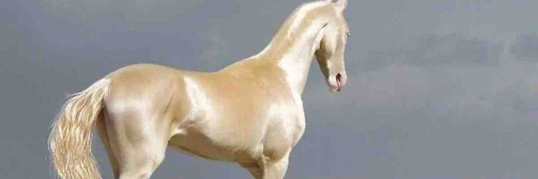 nisrin el yahyaoui🐎's banner
