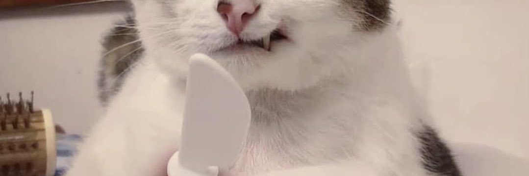 😸's banner