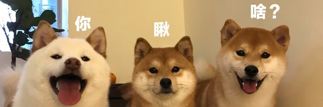 淮九猫's banner