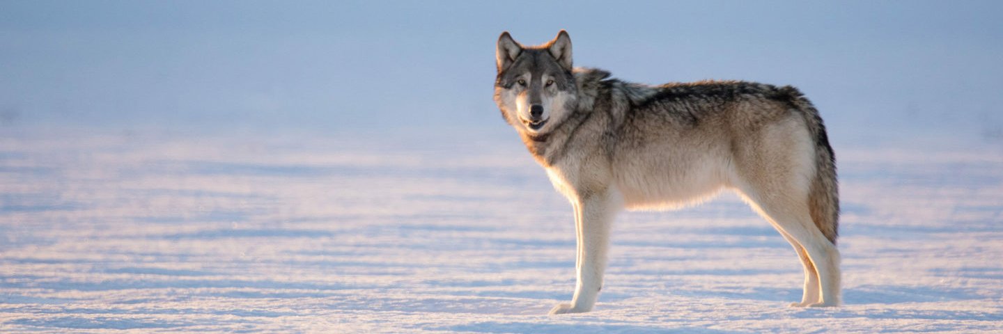 wolf lovers's banner