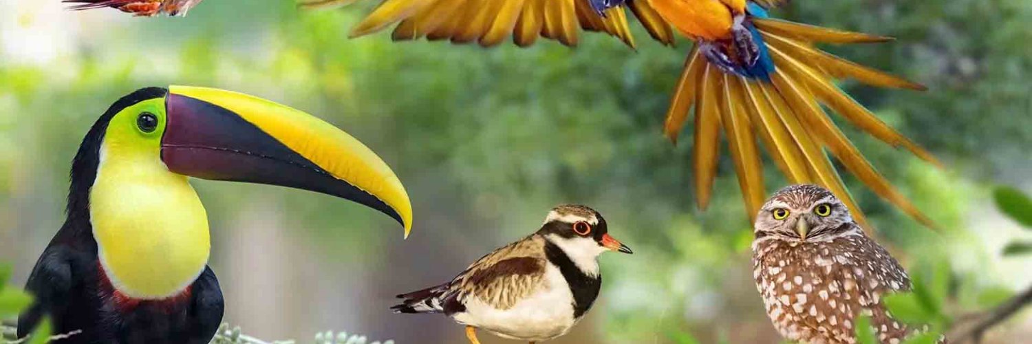 Birds gallery's banner