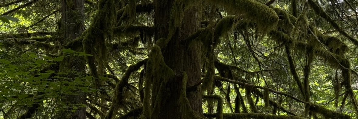 Fawn/Finn's banner