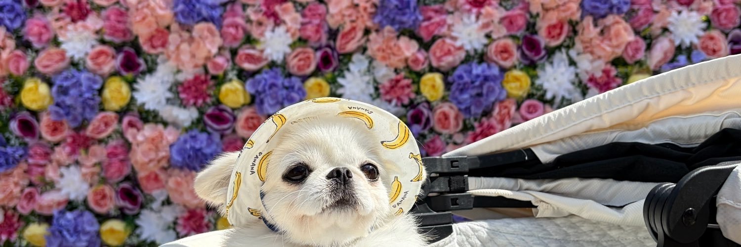 鼻ぺちゃこあちゃん's banner
