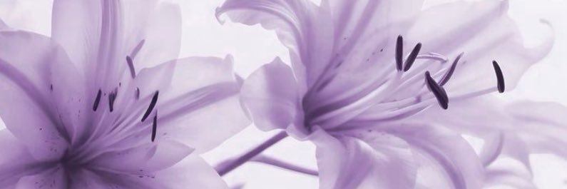 liyah's banner