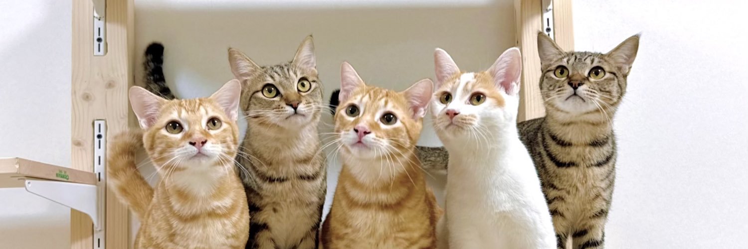 保護猫カフェ かつお（シェルター）'s banner