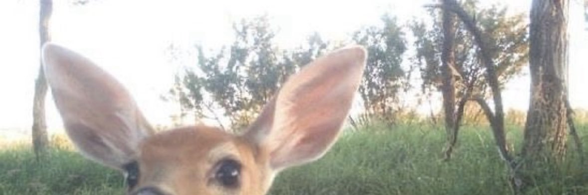 🦌's banner