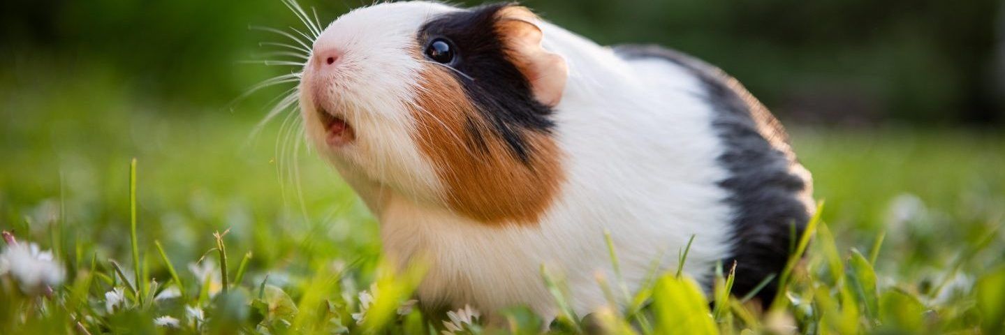 The Guineapig's banner