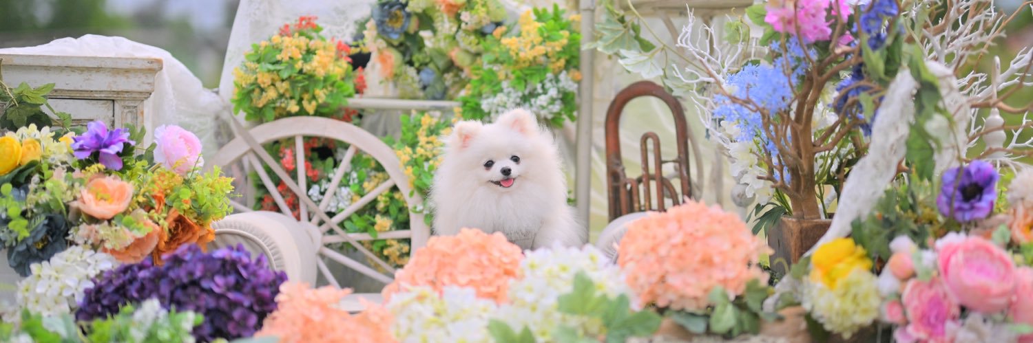 ましゅまろ ポメラニアン🐶's banner