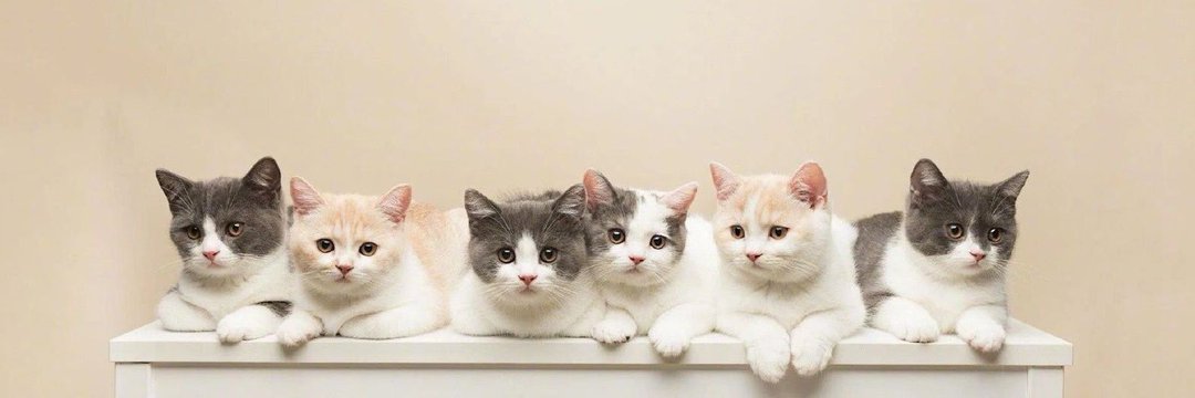 Cat 🐈's banner