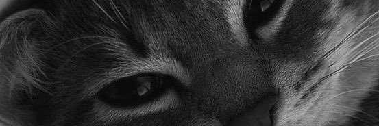 N's banner