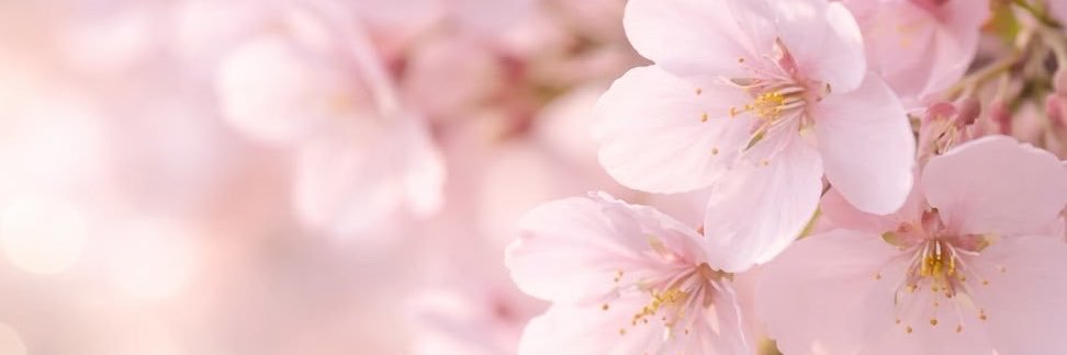 竹田えみり's banner