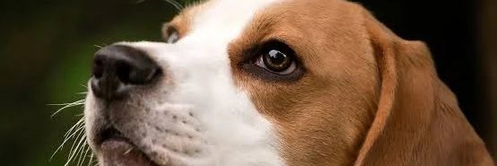 IMBWA Y'IMPIGI🐕‍🦺🐕‍🦺's banner