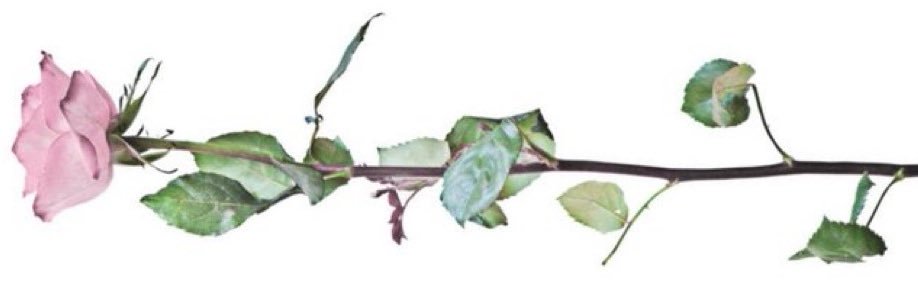 Kaity's banner