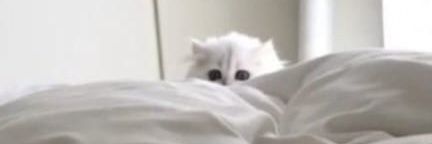 Cats with aura's banner