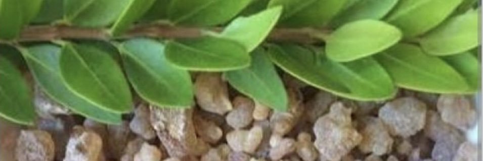 salsabeela ⛲️ سلسبيلا's banner
