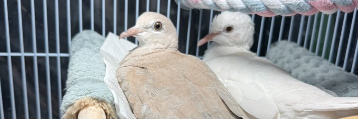 はと🐦🕊(にゅう)'s banner