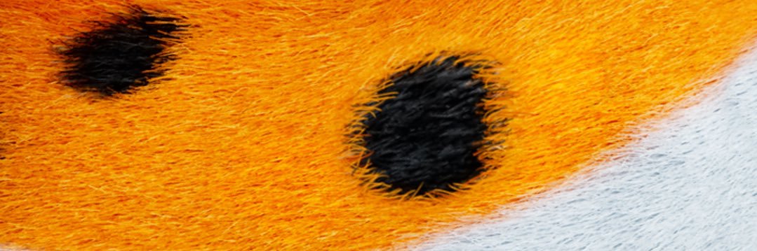 Chester Cheetah's banner