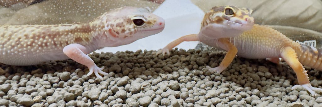 サキ🐱🦎🐍🐸🐢's banner