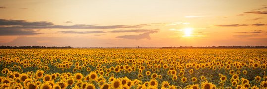 Kale's banner