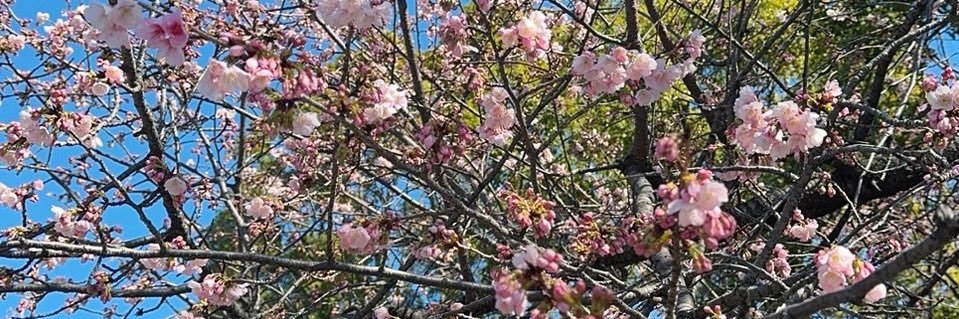 Monocorn_JP's banner