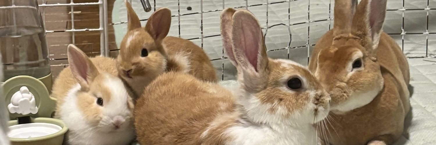 うさぎの王国👑ナーの一族🐰's banner