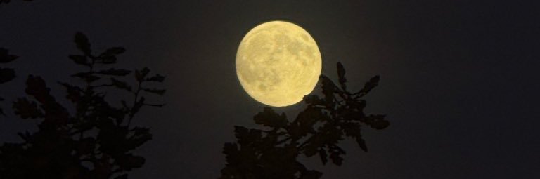 𝓜🌺's banner