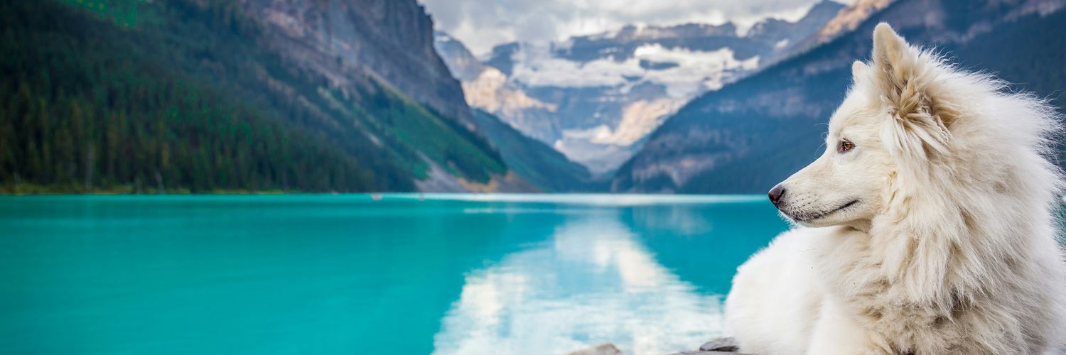 wolf_lovers's banner