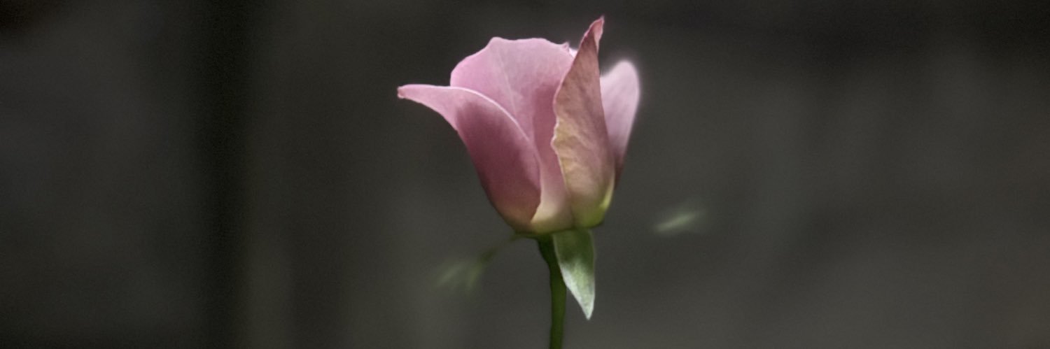 Snownpp's banner