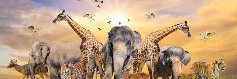 Animals World's banner